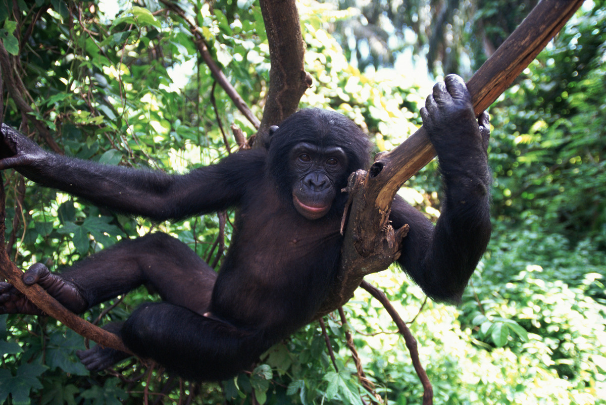Горилла человекообразная обезьяна. Бонобо обезьяна. Шимпанзе бонобо. Горилла бонобо. Бонобо человекообразные обезьяны.