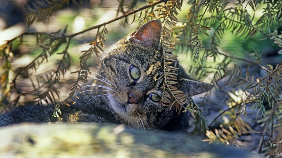 Chat Forestier Rangerclub