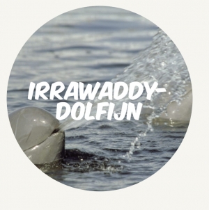 wwf rangerclub Irrawaddy dolfijn ROUND