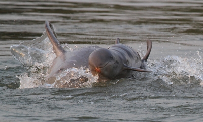 wwf Rangerclub Irrawaddydolfijn dauphin Irrawaddy franko petri