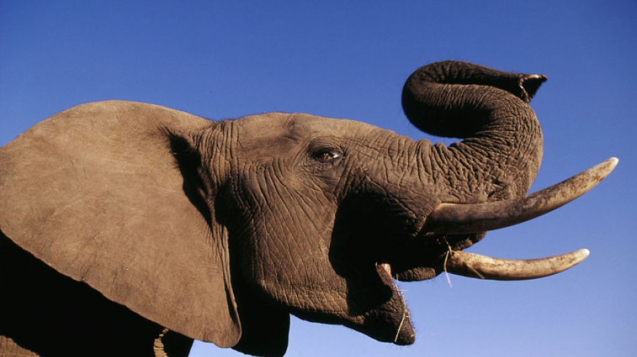 liter Eigenaardig Zilver Afrikaanse olifant : Identiteitskaart | Rangerclub