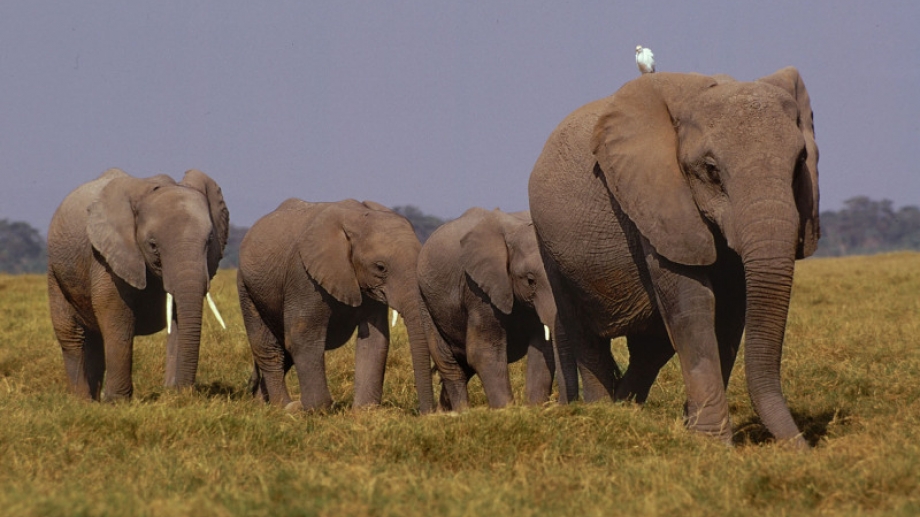 liter Eigenaardig Zilver Afrikaanse olifant : Identiteitskaart | Rangerclub