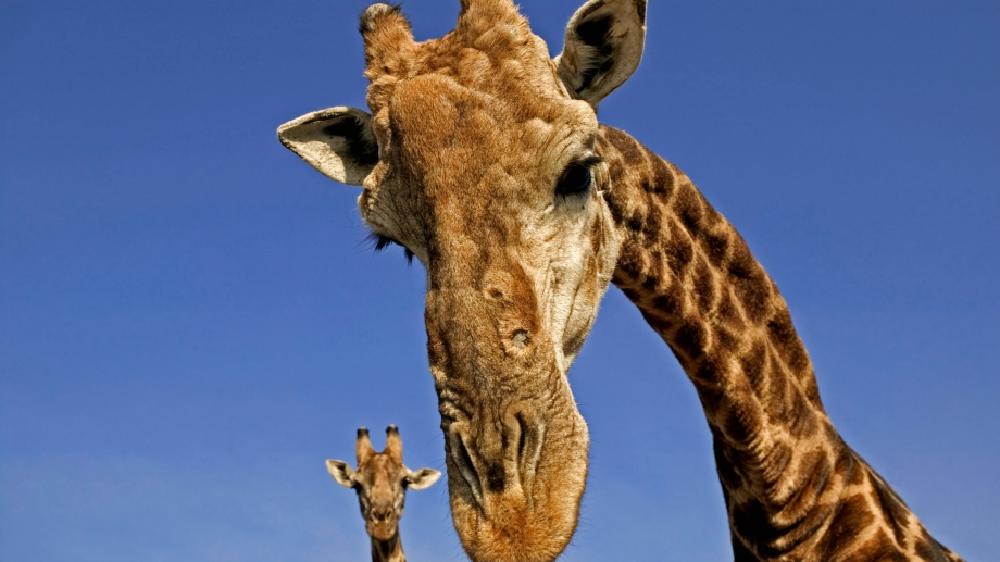Ce que vous devriez savoir sur les girafes