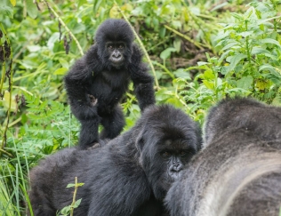 WWF rangerclub gorille montagne berg gorilla 2