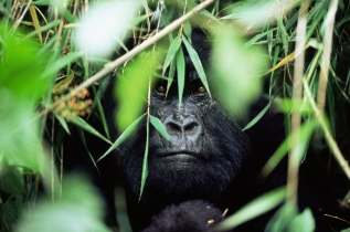 WWF rangerclub gorille montagne berg gorilla gallery3