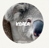 Koala NL