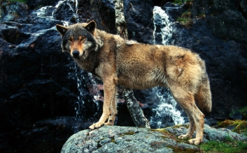 WWF rangerclub loup wolf gallery7
