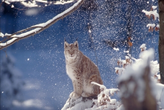 WWF rangerclub lynx gallery3