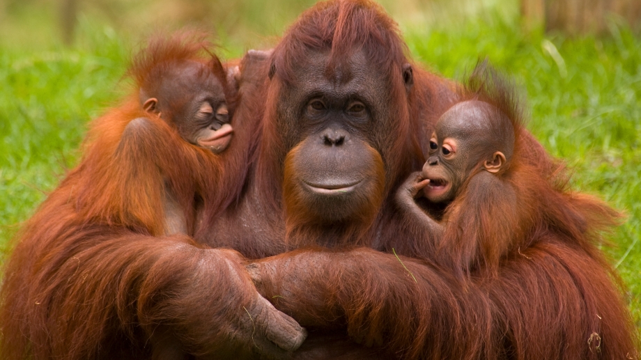 Orang-outan : Carte d'identité