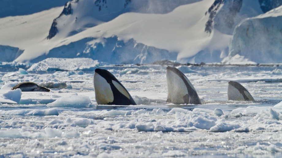 [Mission rang C] • L'eau trouve toujours un chemin • ft. Anaï Eyana CroppedFocusedImageWzkyMCw1MTcuNSwieSIsOTVd-WWF-rangerclub-orque-orka-gallery
