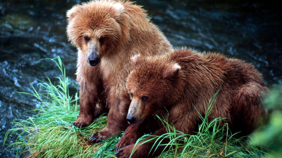 Animal de l'année 2009: l'ours brun