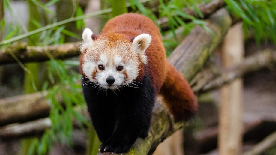 Cinq secrets sur le panda roux