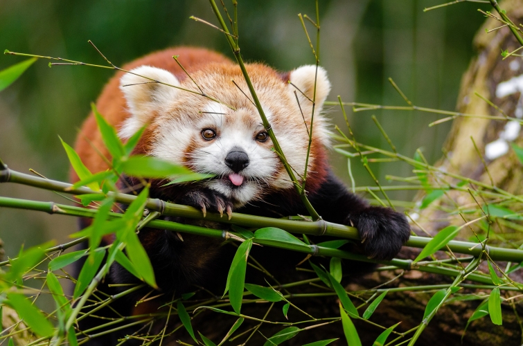 Le panda roux : rien en commun avec l'autre panda, on vous exp - Télé  Star