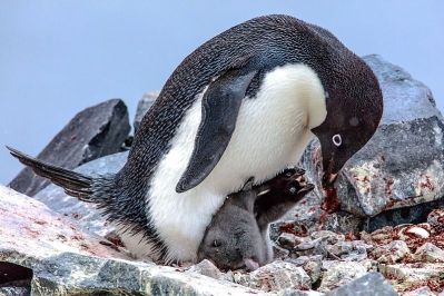 WWF rangerclub news pinguin adelie wikipedia gallery 2
