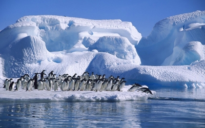 WWF rangerclub news pinguin adelie wikipedia gallery 5