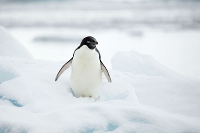 WWF rangerclub news pinguin adelie wikipedia gallery 4