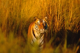 WWF rangerclub tigre tijger gallery7