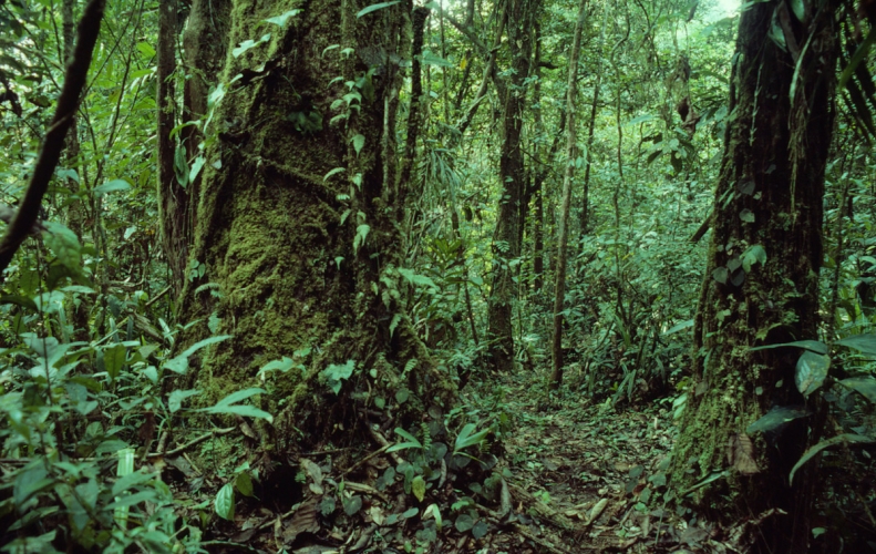 Forêt Tropicale Rangerclub