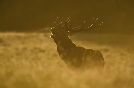 Activite WWF Rangerclub Brame du cerf 3