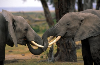 wwf rangerclub news olifant elephant stroper bracconeur