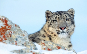 WWF rangerclub leopard neige Sneeuwluipaard gallery4