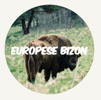 WWF rangerclub bizon bison nl round