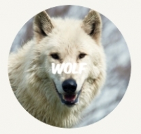 WWF rangerclub wolf loup nl round