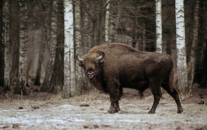 wwf Rangerclub news bison bizon