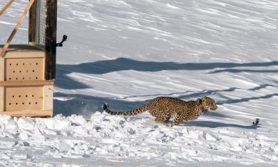 wwf rangerclub news luipaard leopard caucasus gallery 1