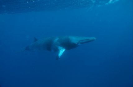 wwf rangerclub dwergvinvis baleine Minke1
