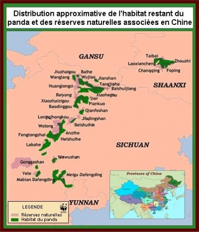 Un Sanctuaire Pour Les Pandas En Chine Rangerclub