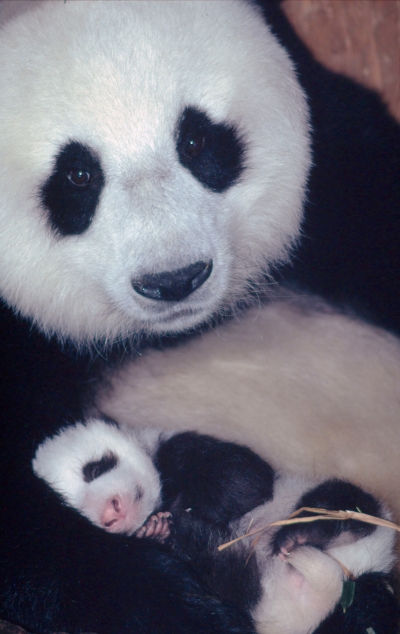 WWF rangerclub nieuws reuzenpanda news panda gallery5