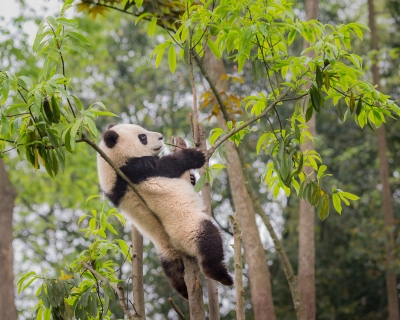 WWF rangerclub nieuws panda news reuzenpanda gallery7