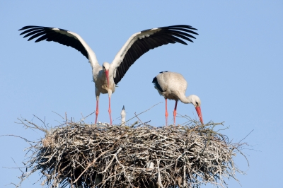 WWF Rangerclub news trekvogels oiseaux migrateurs 3