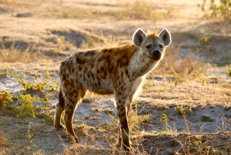 WWF Rangerclub hyene hyena 1