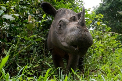 wwf rangerclub sumatraanse neushoorn rhinocerus de sumatra gallery2resiz