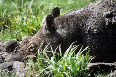 wwf rangerclub sumatraanse neushoorn rhinocerus de sumatra gallery3resiz