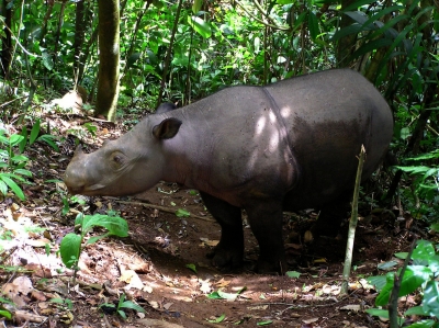 wwf rangerclub sumatraanse neushoorn rhinocerus de sumatra gallery1resiz