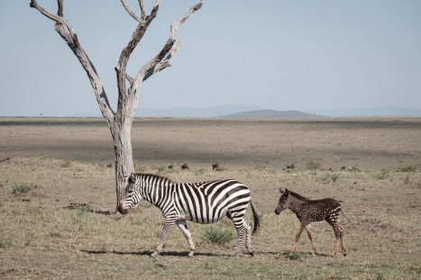 scheiden Tenen Meetbaar Kleine zebra met stippen | Rangerclub
