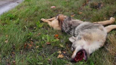 Wolf bosland dood loup mort 2