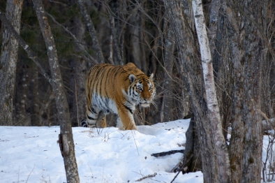 wwf rangerclub tijger tiger rusland russie