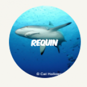 Requin site rangerclub