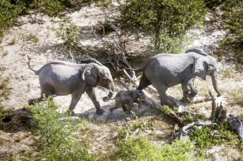 WWF Rangerclub bosolifant Lelephant de foret