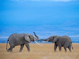 WWF Rangerclub Lelephant des savanes savanne olifant gallery