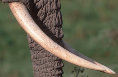 WWF Rangerclub Afrikaanse olifant Lelephant dAfrique nr2