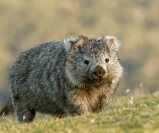 Wombat outside3