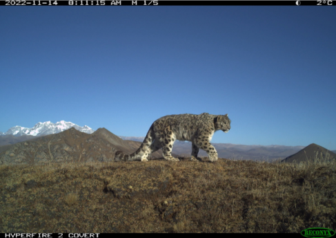 Snow Leopard Bhutan camera trap3