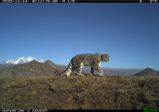 Snow Leopard Bhutan camera trap