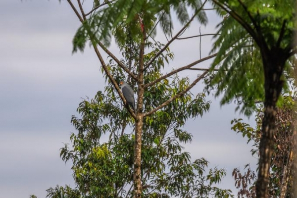 New Britain Goshawk3