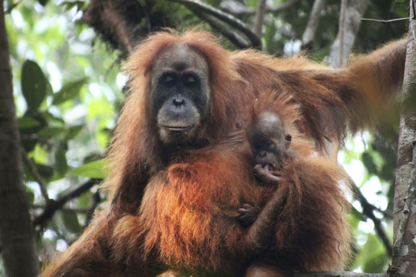 wwf rangerclub news nesia Orangutans New Species